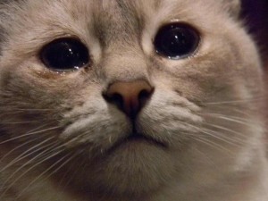 Создать мем: котики, домашняя кошка, грустный котик плачет