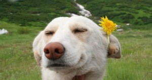 Create meme: funny dog, happy dog, dog ulybki