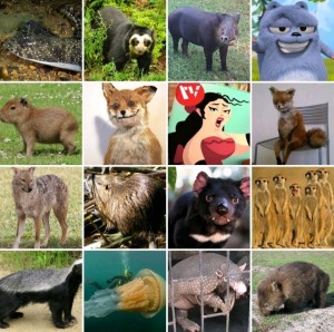 Create meme: mammals, animal world, forest animals