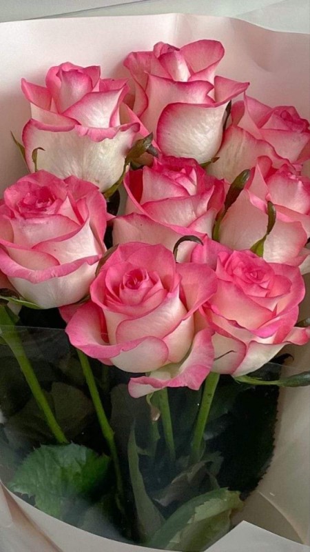 Create meme: rose jumilia, pink roses, roses white pink