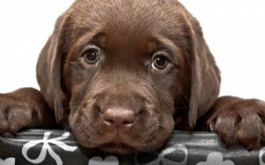 Create meme: Labrador puppy, Labrador Retriever