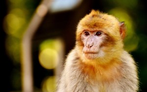 Create meme: monkey cub, maimoon monkey, macaque monkey