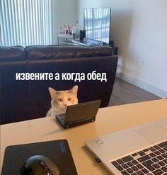 Создать мем: котик за ноутбуком, кот за ноутом, кот