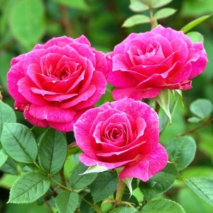 Create meme: rose renaissance, rose hybrid tea pink IPR, Rosa manou meilland (meitulimon)