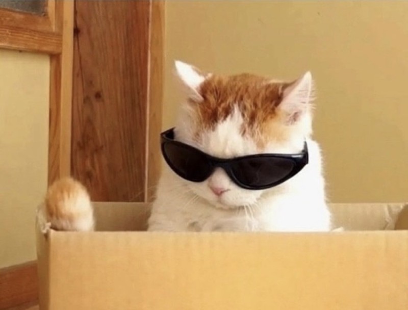 Создать мем: котик, мемный котик, кот в очках мем