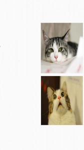 Создать мем: задумчивый кот фото, кот, кошки
