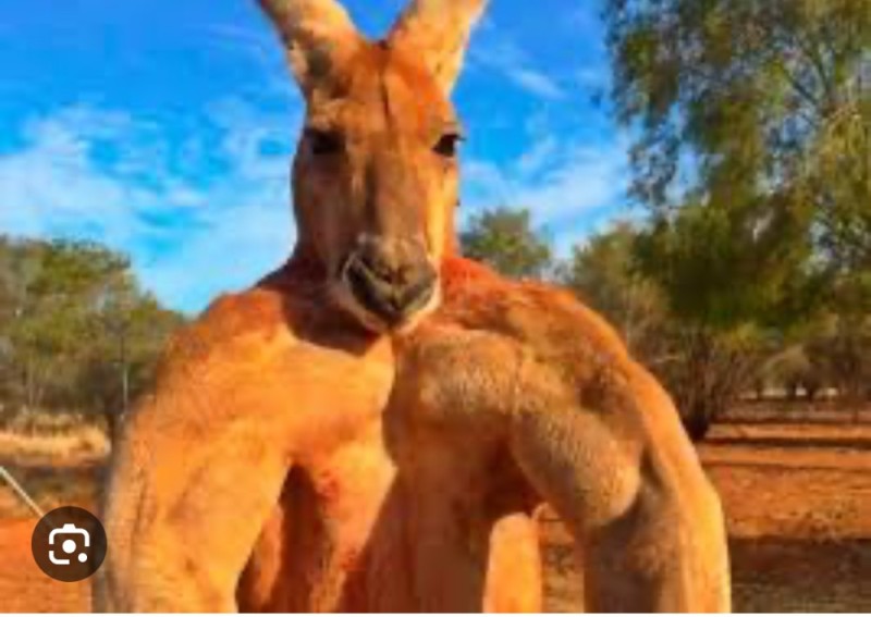 Create meme: kangaroo Jock , muscular kangaroo , kangaroo 