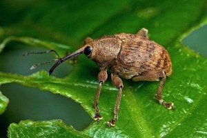 Create meme: weevil