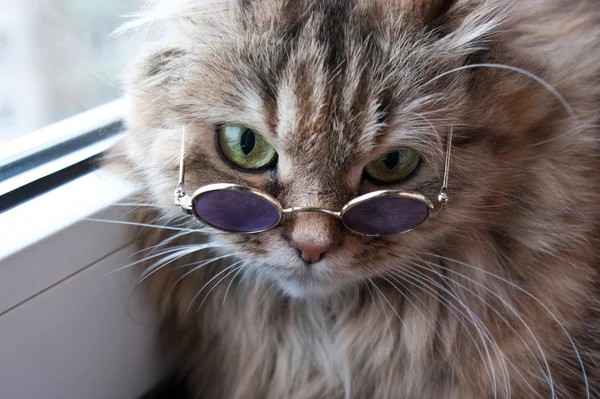 Создать мем: коты в очках, кот в солнечных очках, пушистый кот в очках