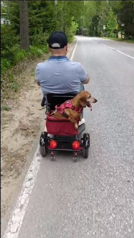 Создать мем: инвалидная коляска для собак, такса, собака на мопеде