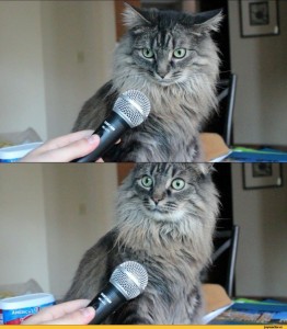 Create meme: the surprised cat, surprised cat with microphone meme, cat with microphone