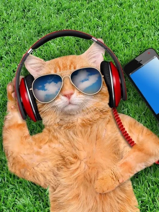 Create meme: kitten with headphones, cat with headphones, cat in sunglasses