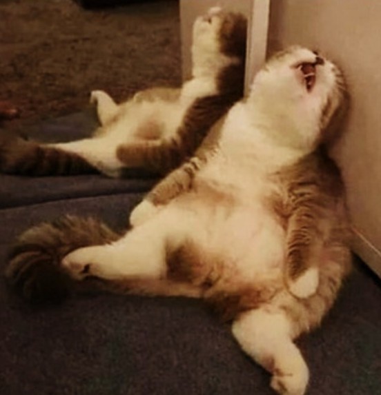Create meme: sleeping cats funny, cat funny , the gorged cat