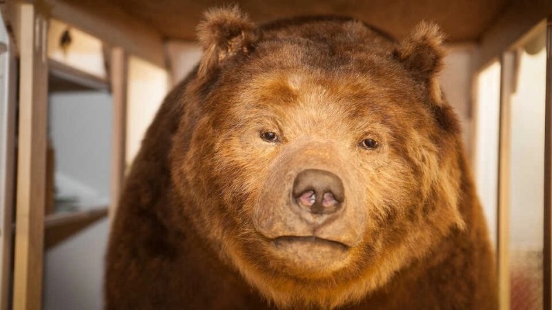 Create meme: brown bear brown bears, grizzly bear , big brown bear