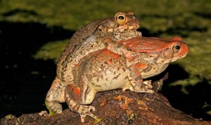 Create meme: toad frog, the common toad