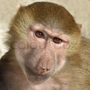 Создать мем: голова обезьяны фото, monkey, baboon