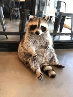 Create meme: raccoons , raccoon seoul, animals raccoon