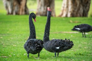 Create meme: black Swan Australia
