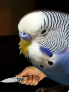 Create meme: wavy parrot blue, parrots, budgie