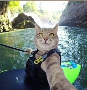 Создать мем: кот в лодке, котик, кошка в лодке