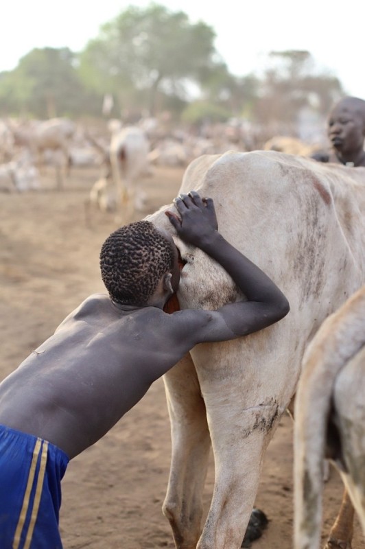 Создать мем: коровы в африке, племя динка из южного судана, племя мундари