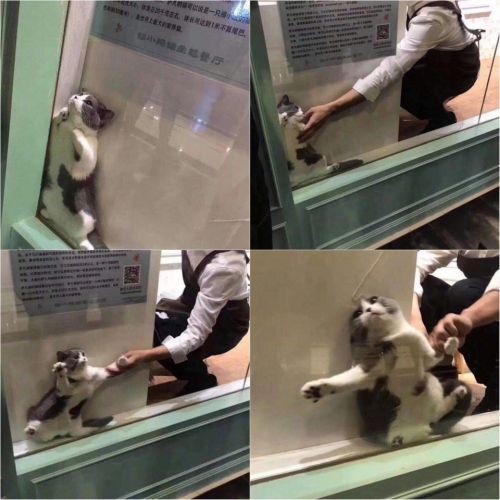 Create meme: the cat stuck , memes with cats , the cat stuck in the window