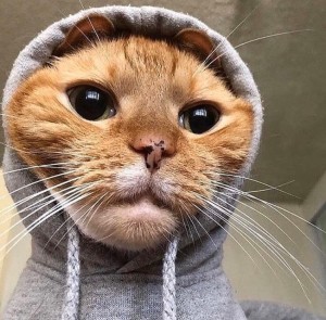 Create meme: cats funny, cute cats, cats