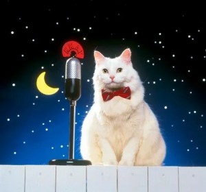 Создать мем: кот с микрофоном, котики, кот