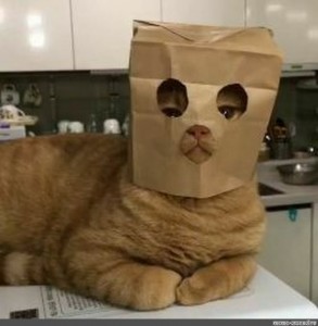Создать мем: котики смешные, кот в пакете, кот
