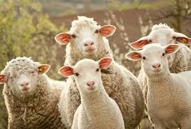 Create meme: sheep and lamb, a flock of sheep , small cattle