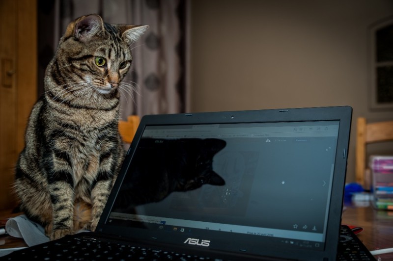 Create meme: the cat behind the laptop, cat , the cat at the computer