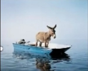 Создать мем: коза в лодке, смешные животные, смешные фотографии животных