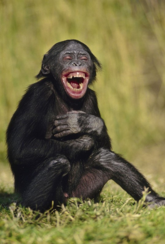 Создать мем: взрослый шимпанзе улыбается, смеющиеся животные, обезьяна смешная