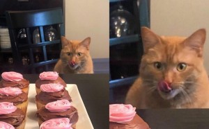 Create meme: sweet tooth cat meme, funny cats, animals cats
