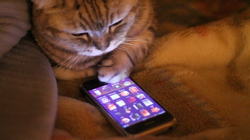 Create meme: cat phone, a cat with a phone, a kitten with a phone