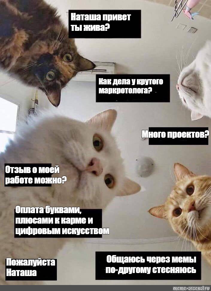 Лилина наташа привет. Мемы с котиками. Кот Мем. Как дела кот. Привет Наташа.