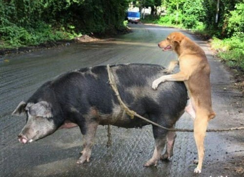 Create meme: a dog mating with a human, the dog and the pig, dogs mate with others