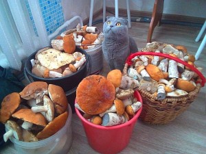 Create meme: mushroom, harvesting mushrooms, photo rich harvest of mushrooms