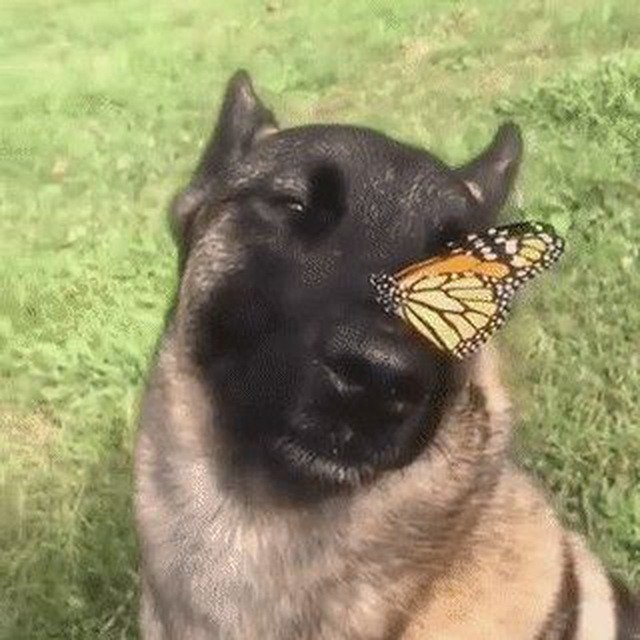 Создать мем бабочка на носу, овчарка, бабочка собака - Картинки -  Meme-arsenal.com