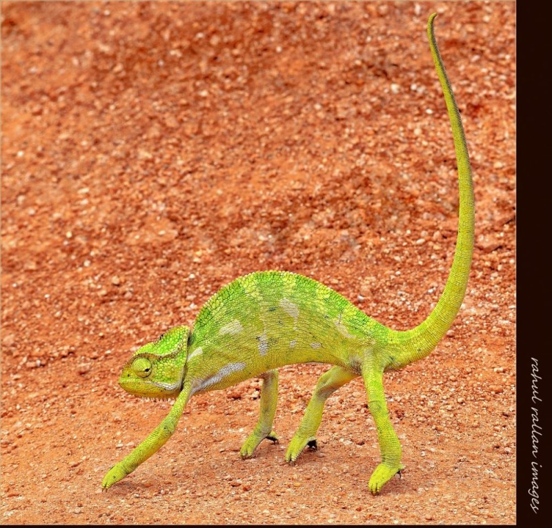 Create meme: chameleon zeylanicus, chameleon , lizard chameleon