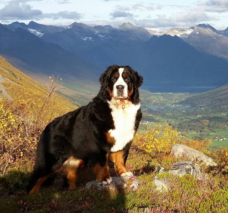Create meme: Bernese mountain dog , Bernese mountain dog breed, Bernese mountain dog bayra