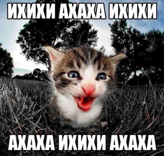 Create meme: cool cat, adorable kittens, lolcats