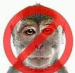 Создать мем: читеры, monkey, обезьяна большая