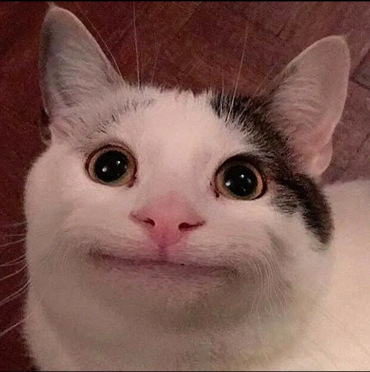 Создать мем: милый котик мем, улыбающийся кот, улыбающийся кот мем