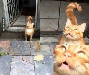 Create meme: cat funny, funny cat, weird cat outside