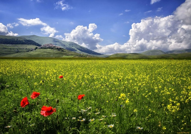 Create meme: poppy field, landscape field, flowers meadow