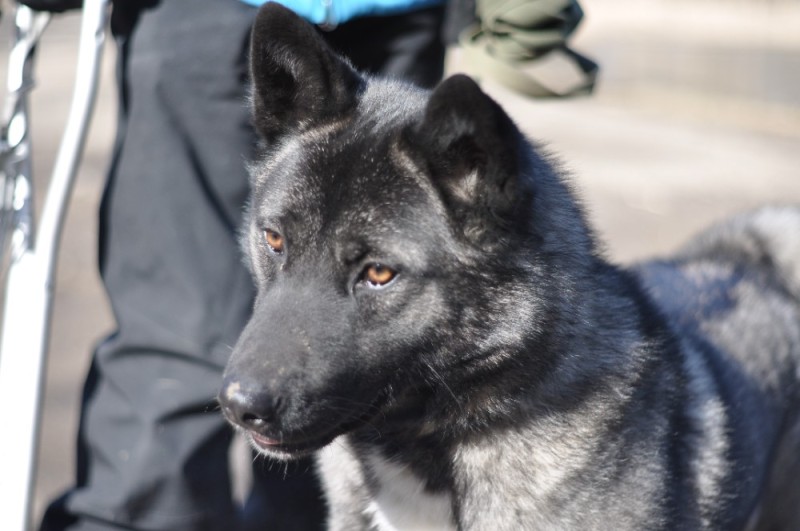 Create meme: dog , The Eastern European Shepherd is black, the half-breed dog