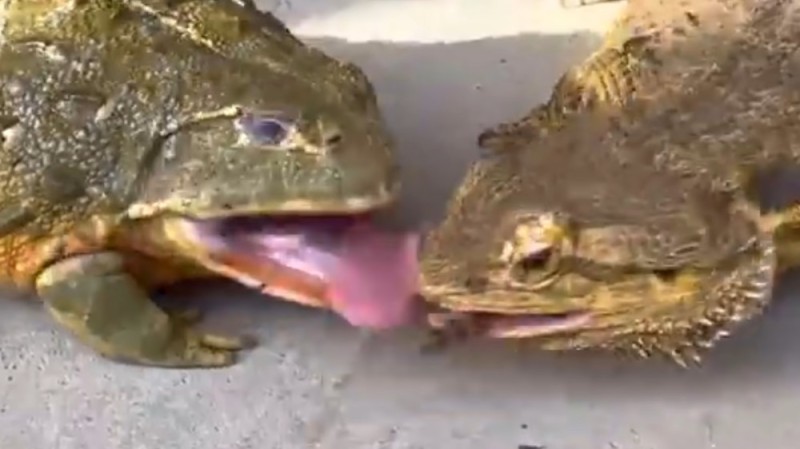 Создать мем: лягушка жаба, лягушка водонос ест, жаба