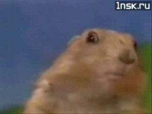 Create meme: gif, hamster, prairie dog