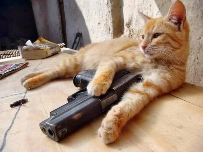 Create meme: silly cat , cat with a gun, a cat with a gun